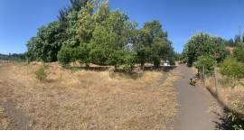 Campo 9,5 has, con plantación de nogales y colinda con río Coihuico 