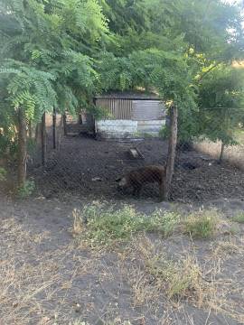 Campo 9,5 has, con plantación de nogales y colinda con río Coihuico 