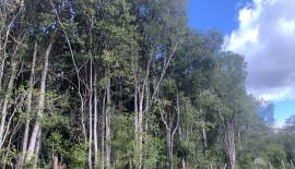 Parcela sector Cangrejillos, cerca de Concepcion